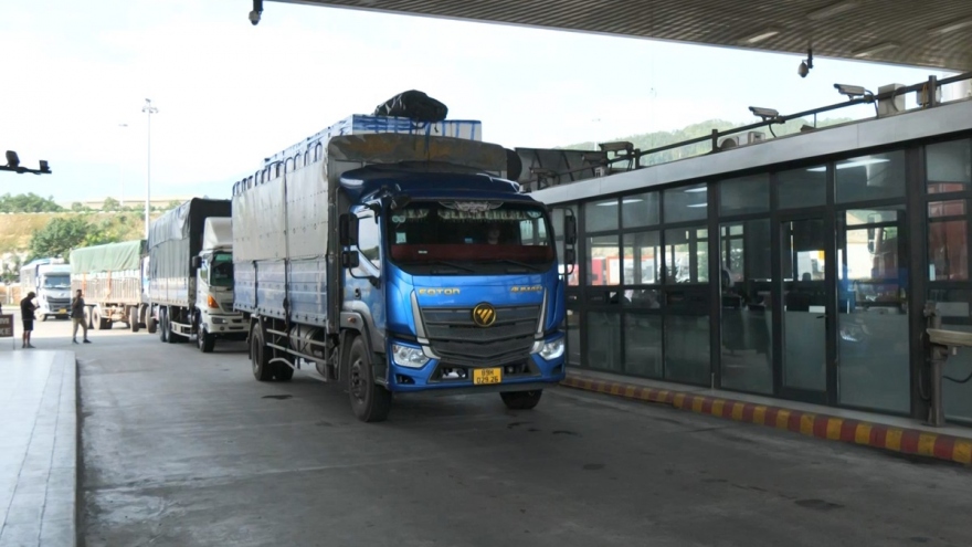 Lào Cai tạo điều kiện thuận lợi cho xuất khẩu quả vải tươi