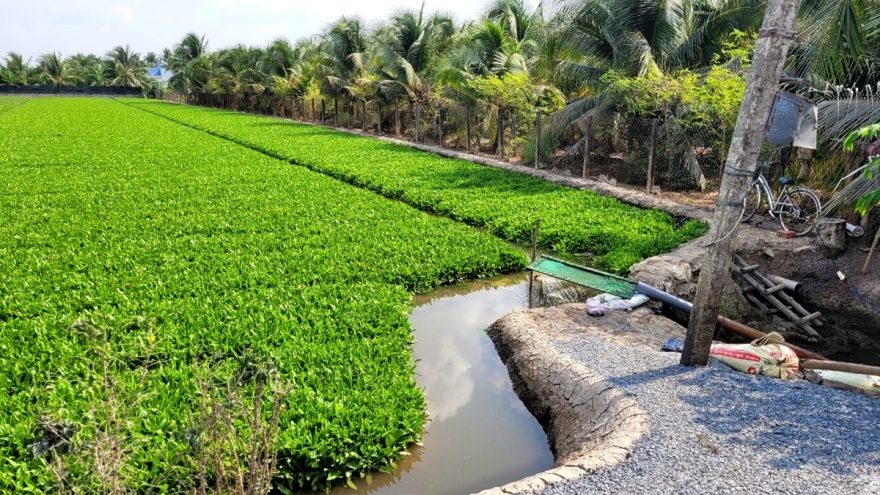 Nhiều nông dân bội thu nhờ tích trữ nước ngọt trồng rau màu mùa khô