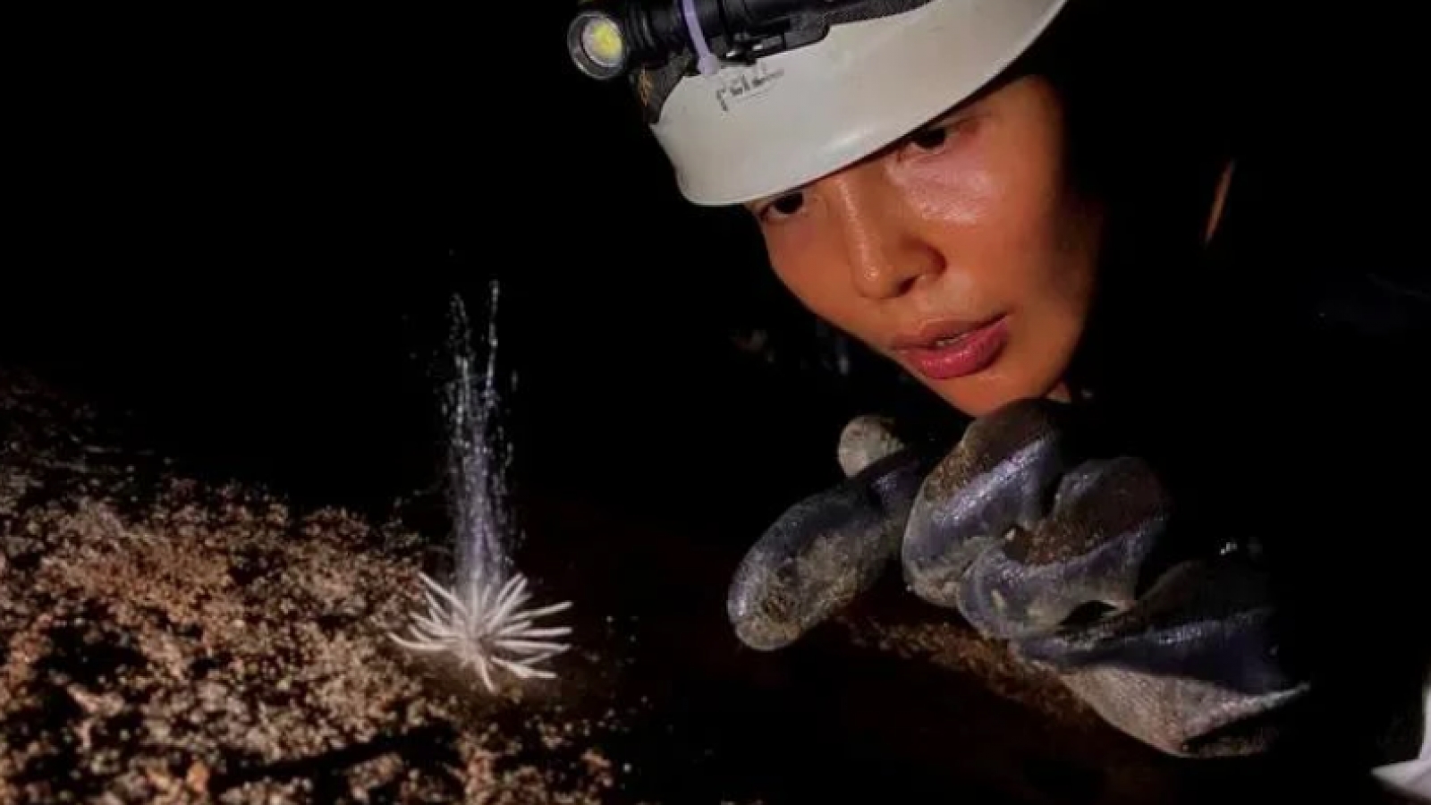 Unseen species found in Phong Nha Ke Bang National Park