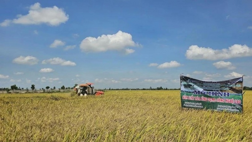 IRRI interested in VN's 1-million-ha high-quality rice project