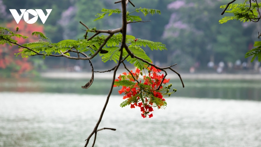 "Vào hạ" cùng nhạc sĩ Lê Hựu Hà