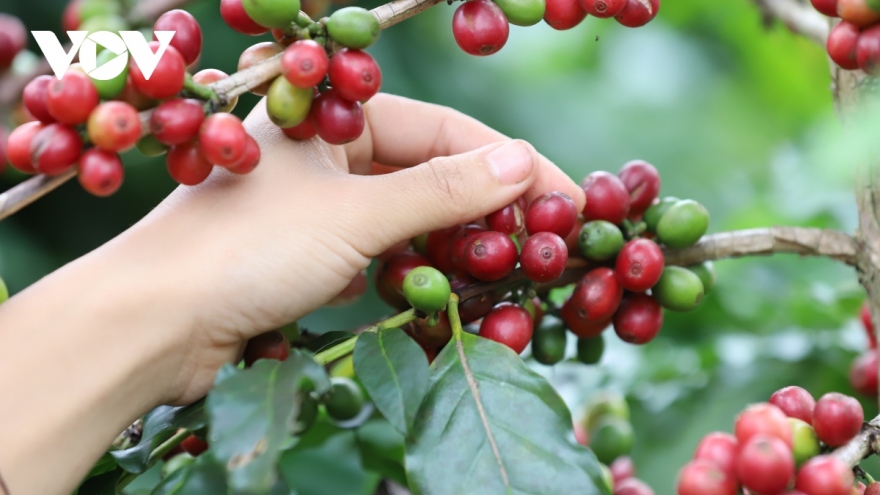 Giá cà phê hôm nay 12/6: Cà phê trong nước giao dịch ở mức 122.600 đồng/kg
