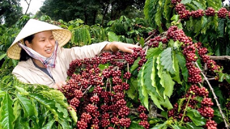 Germany is largest importer of Vietnamese coffee