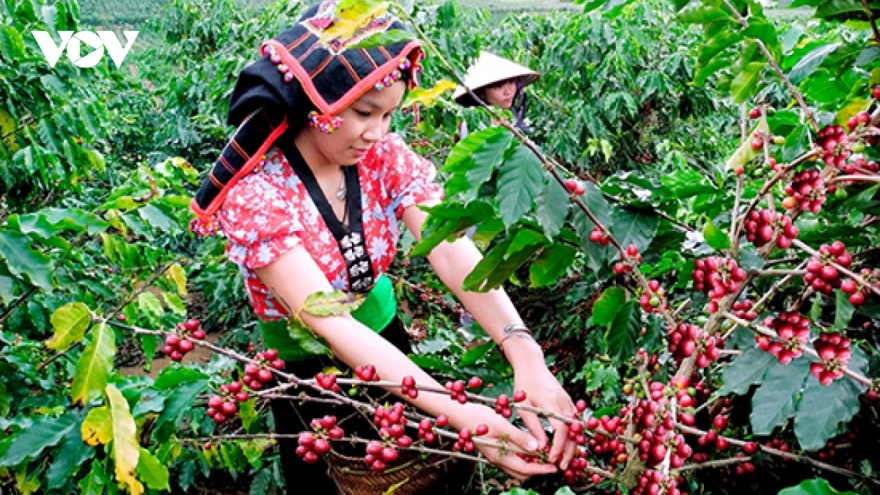 Giá cà phê hôm nay 6/6: Giá mua cà phê tại các tỉnh Tây Nguyên tiếp tục tăng