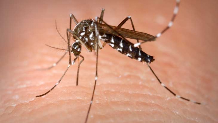 Hanoi warned about more dengue fever cases as Breteau index exceeds threshold