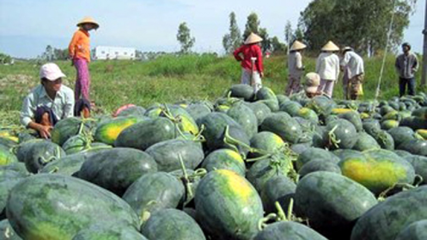 Dưa hấu Việt Nam sắp hết cảnh phải "giải cứu" mỗi mùa thu hoạch