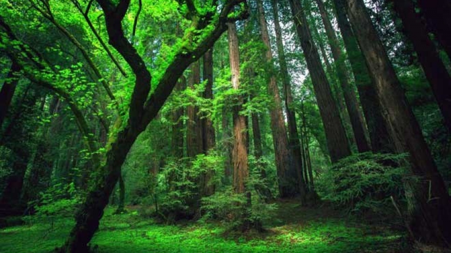 “Huyệt rừng”: Trân trọng giá trị văn hóa, lịch sử của một vùng đất
