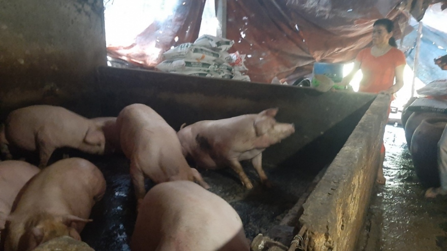 Lạng Sơn, Bắc Kạn ngăn chặn dịch tả lợn châu Phi lây lan diện rộng