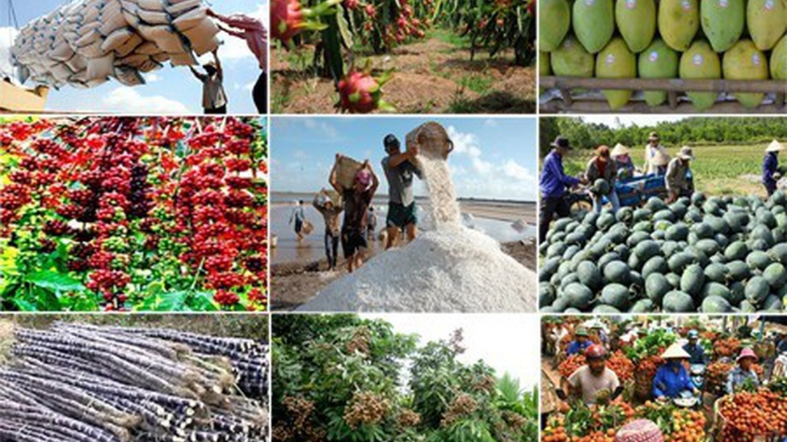 Algeria, Vietnam ramp up trade-investment cooperation