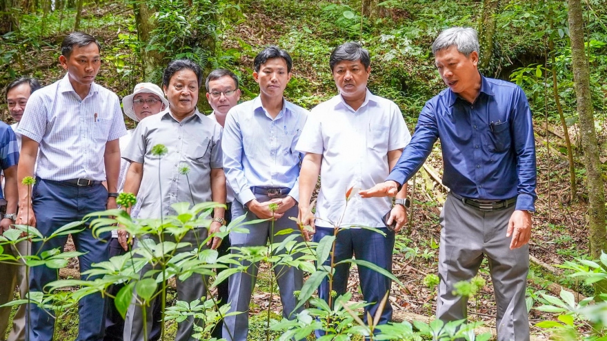 Quảng Nam kiến nghị Chính phủ trình Quốc hội ban hành Luật Sâm Việt Nam