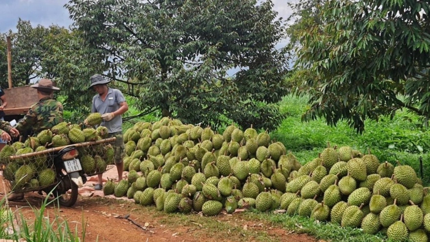 Nông dân Gia Lai phấn khởi vào vụ thu hoạch sầu riêng