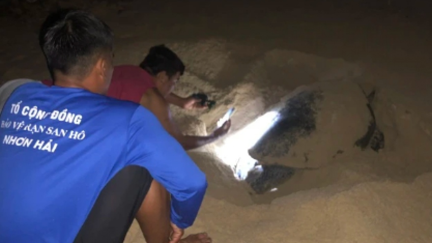 Sea turtle lays eggs on beach in central Vietnam