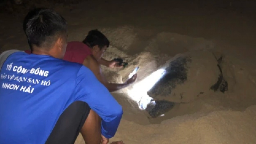 Sea turtle lays eggs on beach in central Vietnam