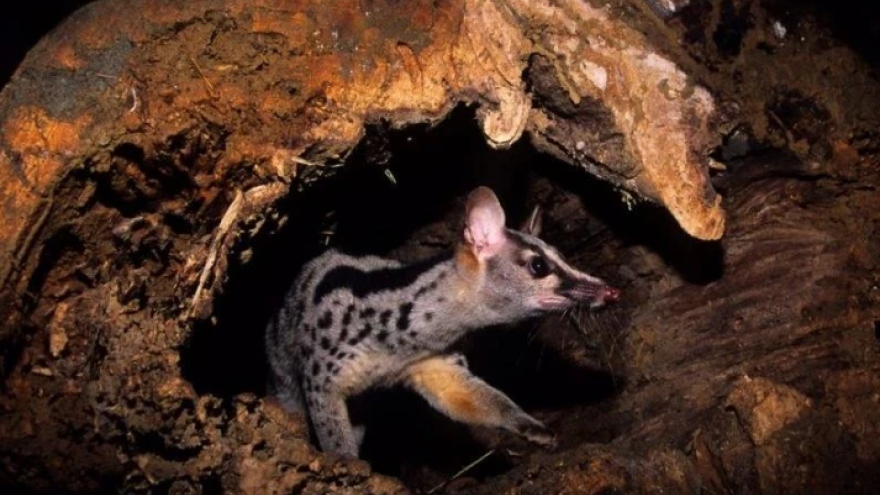 10 Owston’s palm civets born in captive environment