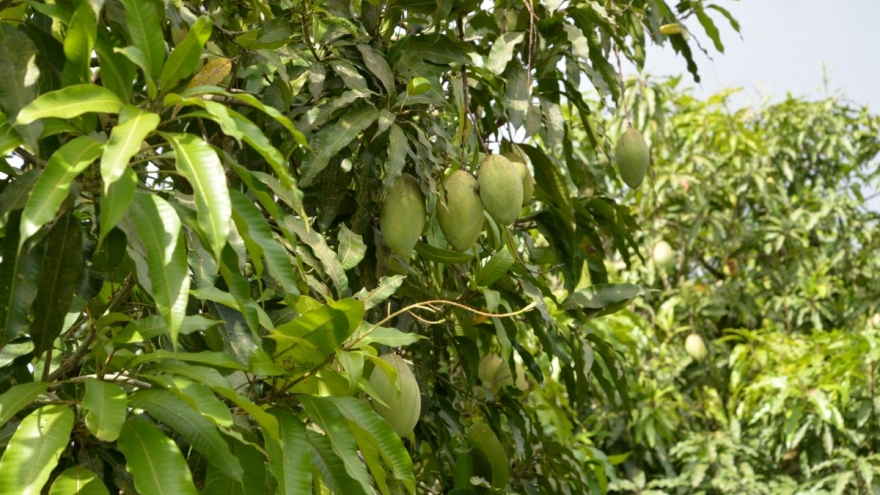 Can Tho exports first batch of mangoes to Australia and US