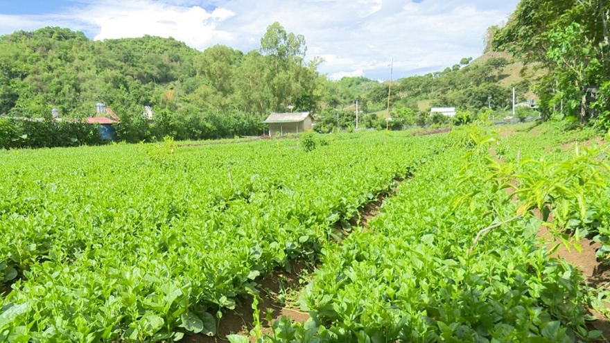 Nông dân Sơn La tiêu thụ nông sản ổn định nhờ liên kết sản xuất