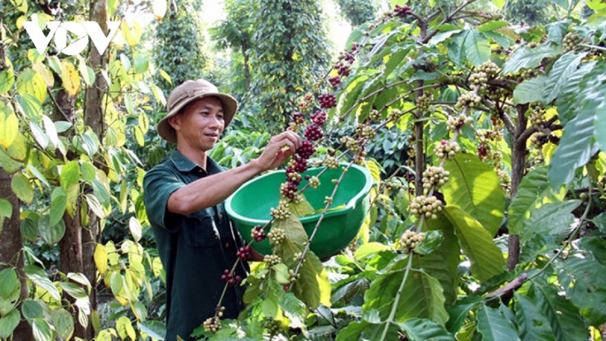 Coffee one of agricultural products with highest export price