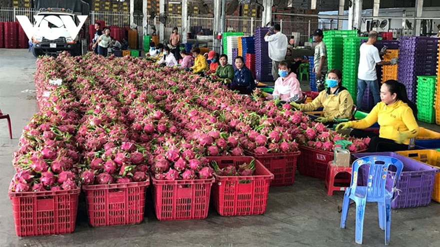 Son La red-fleshed dragon fruit shipped to Italy