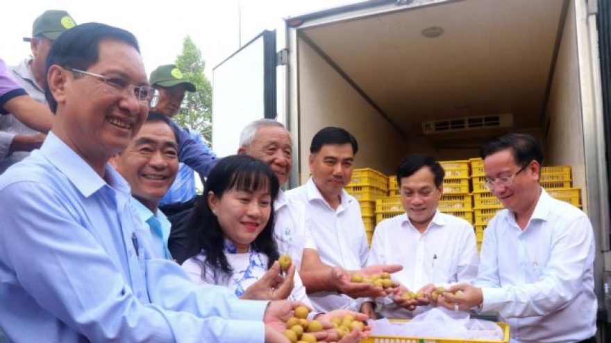 Can Tho exports 1.2 tonnes of special longan to the US