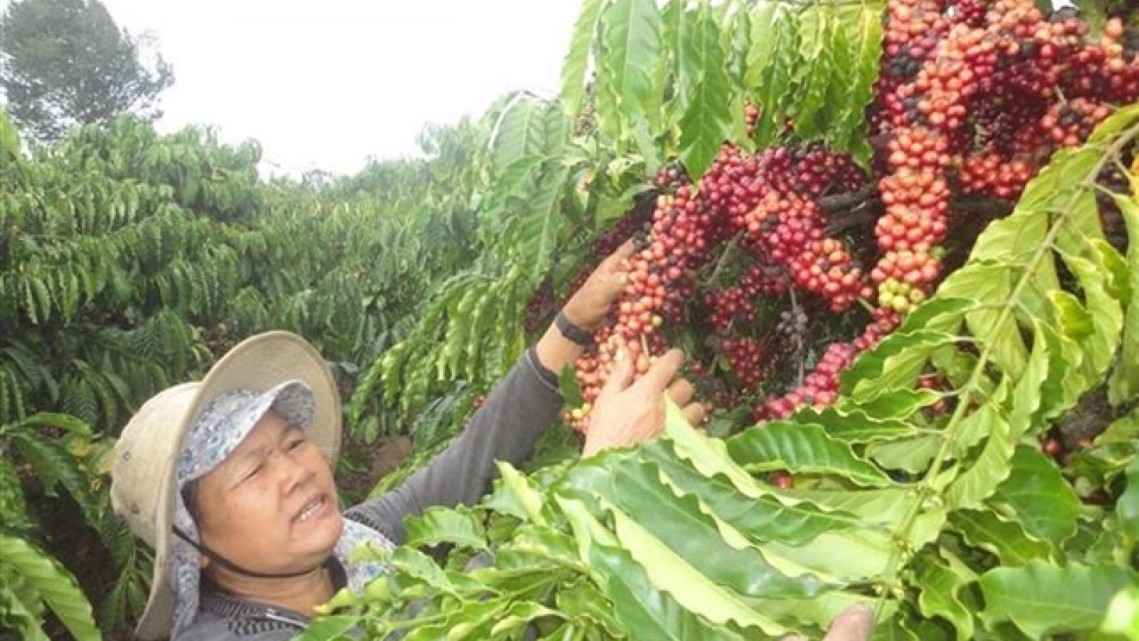 Vietnamese coffee export prices to the United Kingdom surge