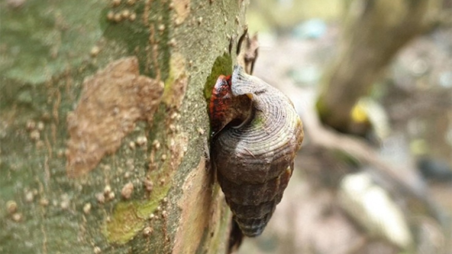Lạ lùng loài ốc ăn lá trên cây, giá cao vẫn đắt hàng