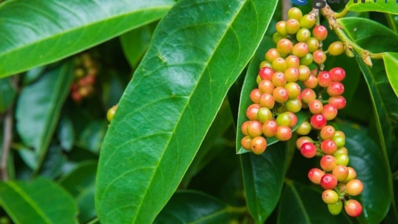 Quả rừng Tây Nguyên hút khách vì được xem là thảo dược quý
