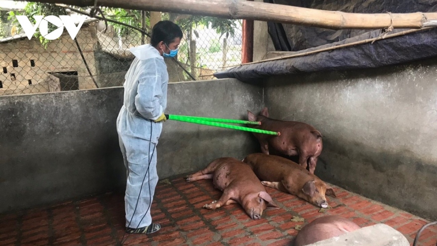 Gov’t requests drastic measures in place to control African swine fever