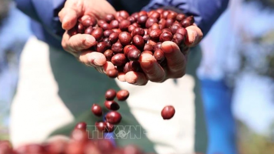 Vietnam’s Arabica promoted at World of Coffee Copenhagen