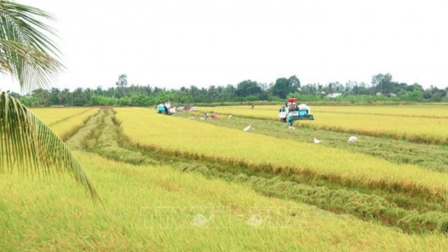 Quality varieties spur Vietnamese rice industry's growth: experts