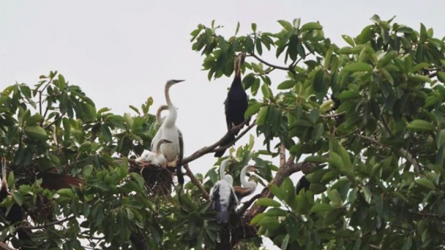Endangered birds nesting at Dong Nai province’s tourist site