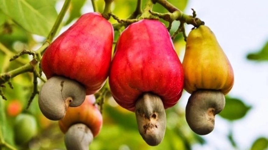 Cambodia is Vietnam's largest source of cashew nuts