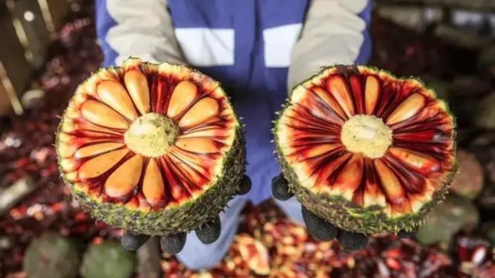 Quả thông khổng lồ to như mít, tách hạt đem bán thu hơn 6,5 triệu/kg