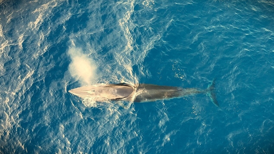 Whales swimming off Binh Dinh believed to bring good fortune to local fishermen