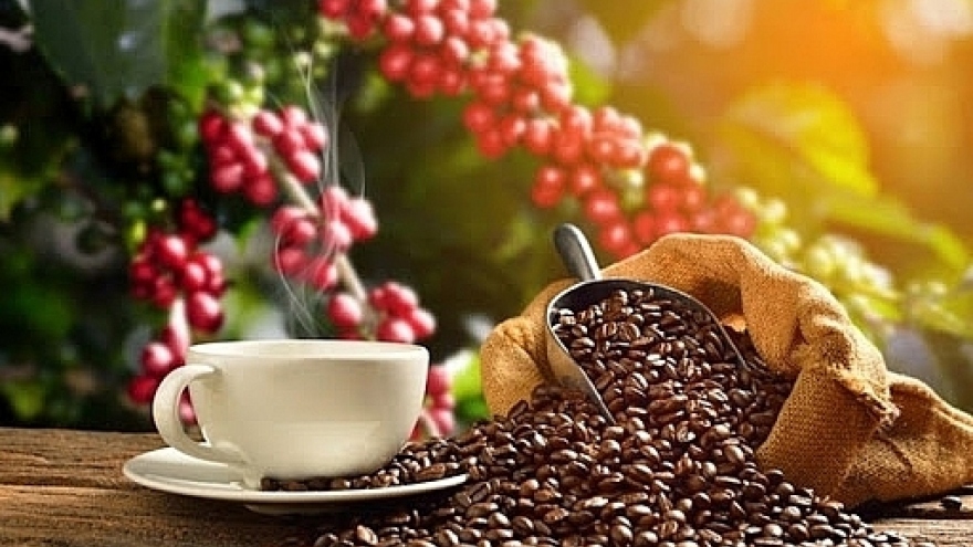 Giá cà phê hôm nay 25/7: Cà phê trong nước giảm còn 126.700 đồng/kg