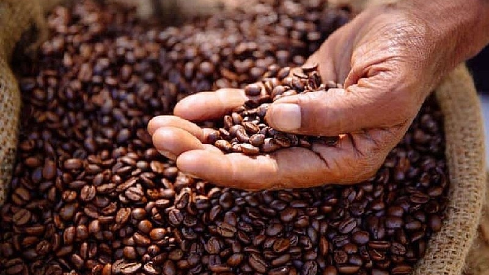 Giá cà phê hôm nay 20/6: Giá cà phê trong nước giảm mạnh, còn 103,500 đồng/kg