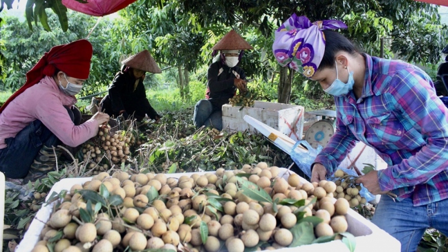 Sơn La xuất khẩu hơn 12.000 tấn quả trong các tháng đầu năm