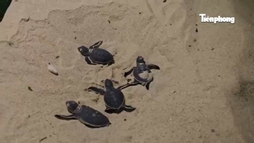 Rare sea turtles hatch in central Vietnam