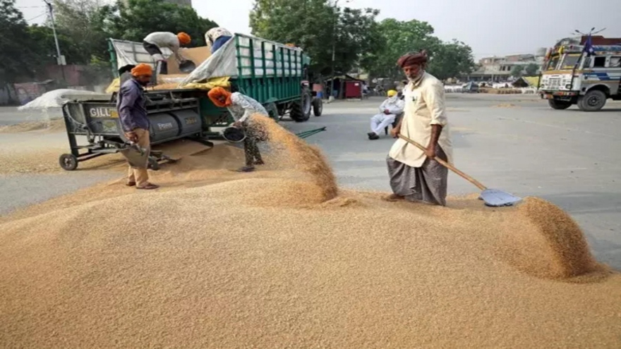 Pakistan cấm nhập khẩu lúa mì, cấm xuất khẩu bột mì