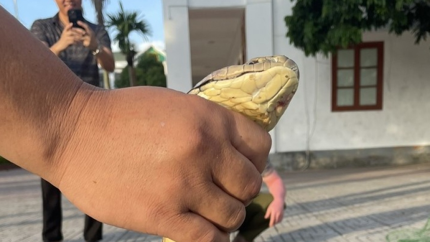 Mua bán trái phép rắn hổ chúa dài hơn 5m tại Nghệ An