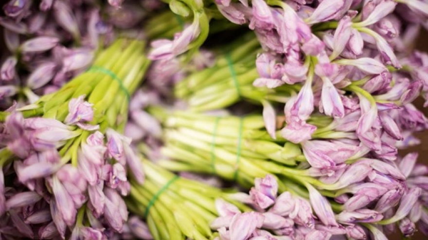 Loại cây người Việt vứt bỏ không tiếc lại là thuốc quý, cực đắt đỏ ở nhiều nước