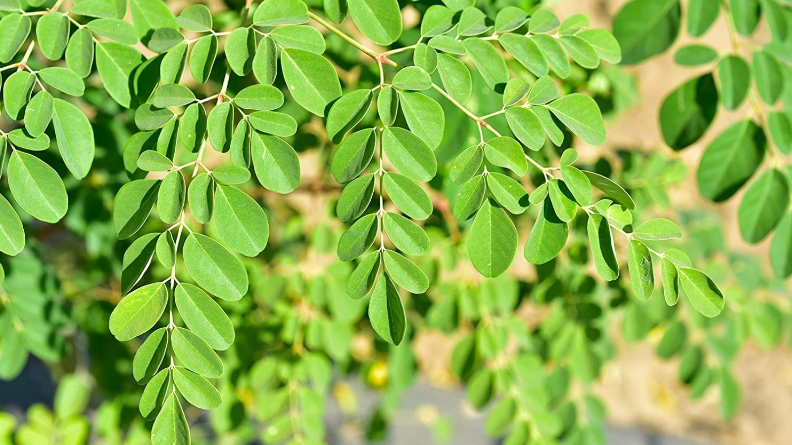 Thảo dược thế giới ví như "vàng xanh" hóa ra lại là loài cây mọc dại ở Việt Nam