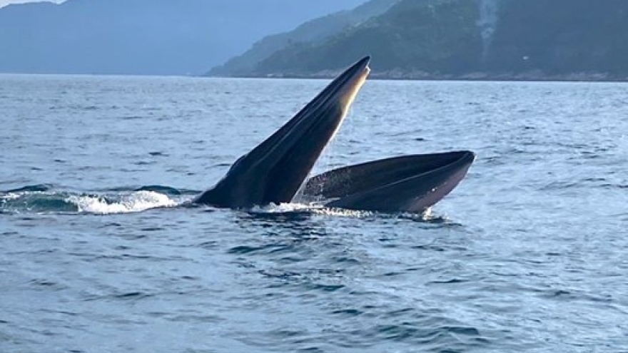 Whale appears in waters off central coast of Vietnam