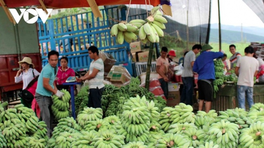 Vietnam becomes largest banana exporter to Chinese market