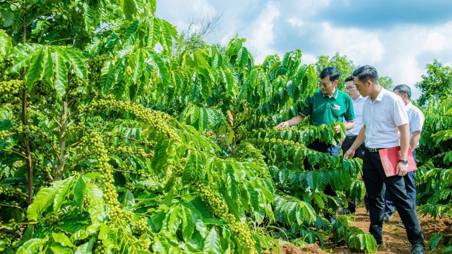 Giá cà phê hôm nay 28/9: Thu mua cao nhất 122.600 đồng/kg