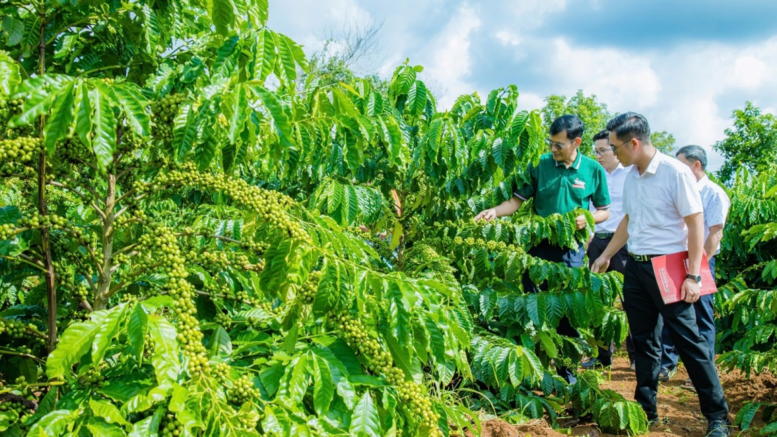 Giá cà phê hôm nay 6/4: Giá cà phê Robusta và Arabica giảm mạnh