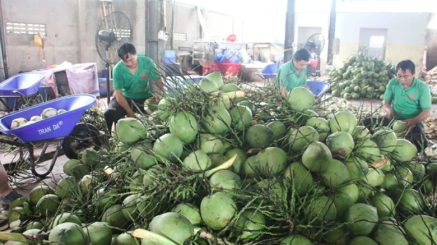 Coconut export forecast to hit US$1 billion this year