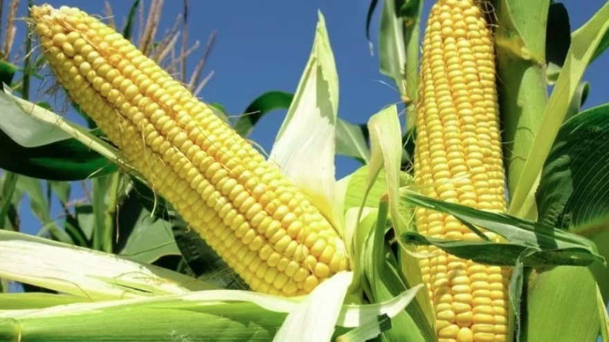 Argentina becomes largest corn supplier to Vietnamese market