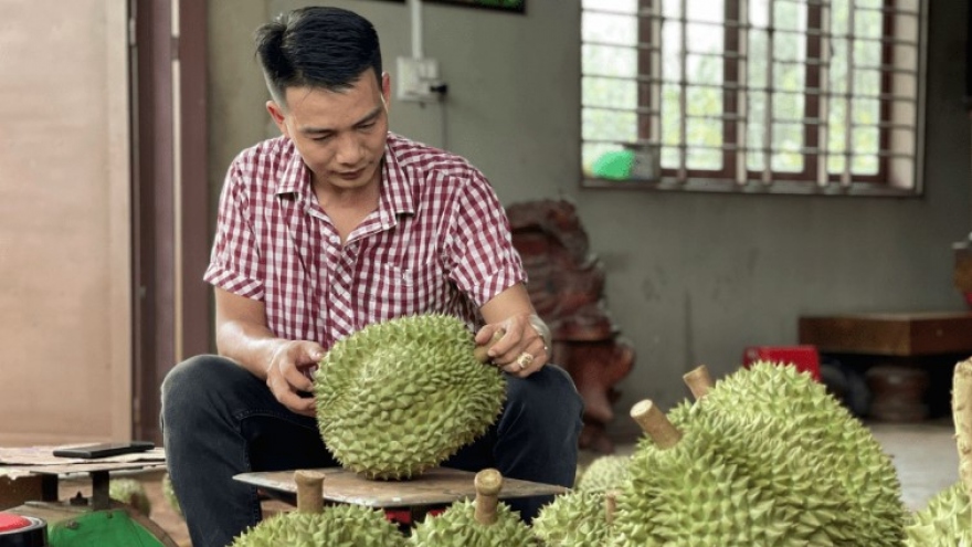 China lacks durian growing areas, VN’s exports reach record high