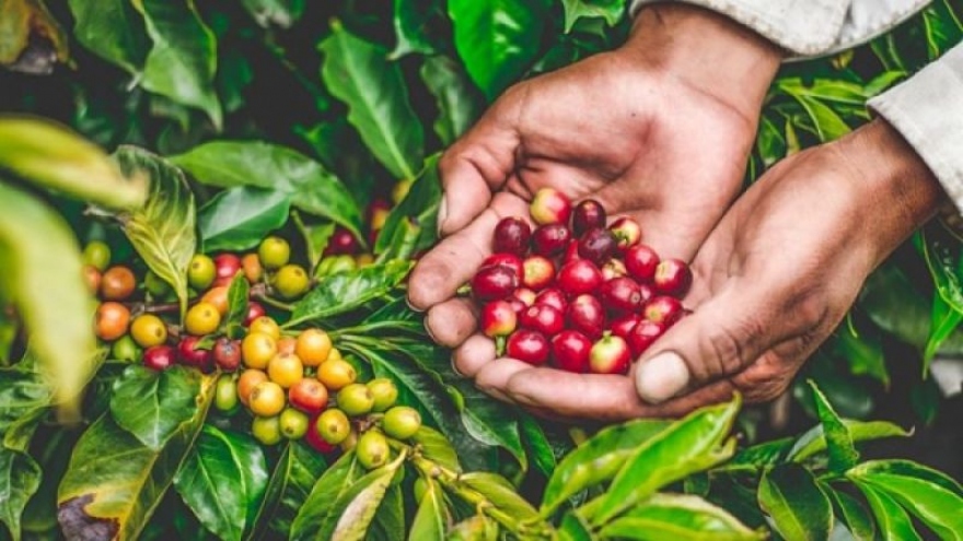 Giá cà phê hôm nay 9/7: Giá cà phê Robusta và Arabica tăng trở lại