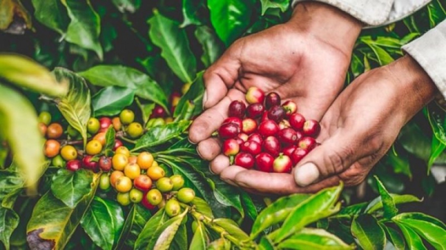 Giá cà phê hôm nay 8/9: Giá cà phê Robusta và Arabica giảm mạnh